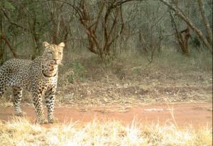 leopard