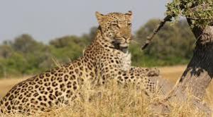 leopard2
