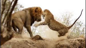 leopard3