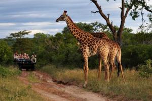 safari1